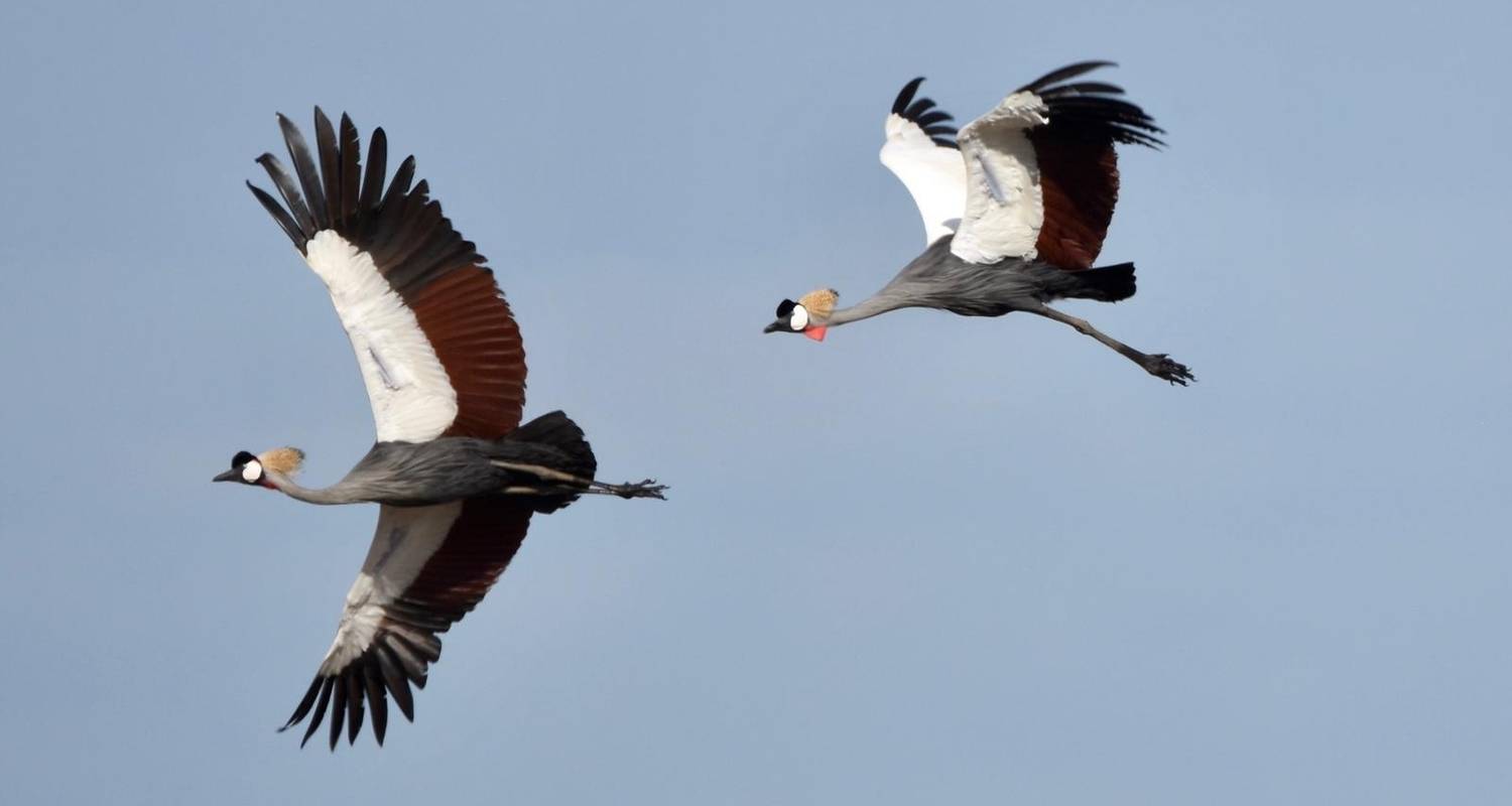 Incredible Shoebill Stork & other bird watching